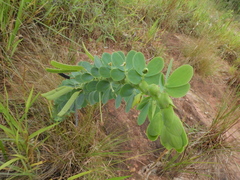 Chamaecrista desvauxii