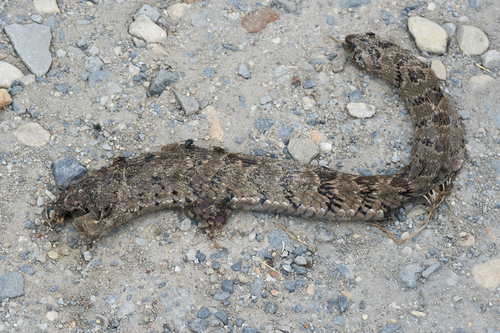 Rhombic Night Adder