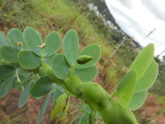 Chamaecrista desvauxii