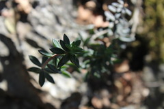 Sedum calcicola