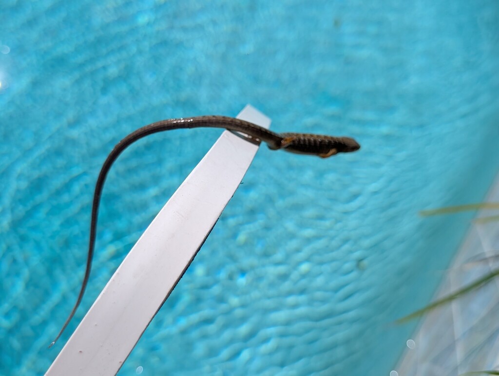Lizard In Pool Southern Alligator Lizard in March 2026 by Kyle Eaton. I rescued this ...