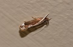 Chaliniastis astrapaea