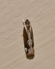 Chaliniastis astrapaea