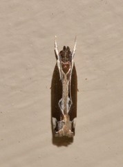 Chaliniastis astrapaea