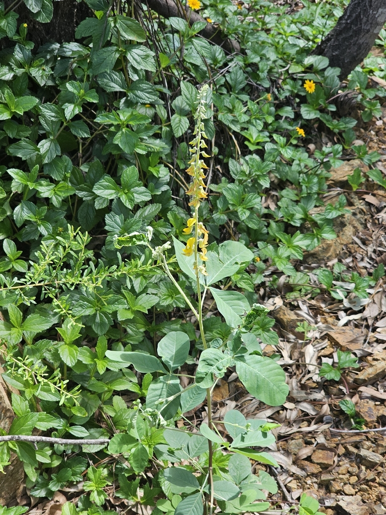 Streaked Rattlepod from Reclink Australia Caboolture on March 17, 2026 ...