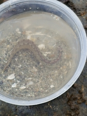 Pholis ornata