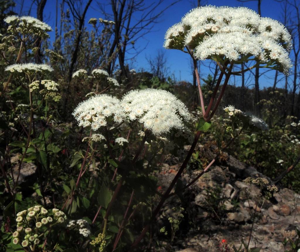 Ageratina malacolepis