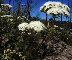 Ageratina malacolepis