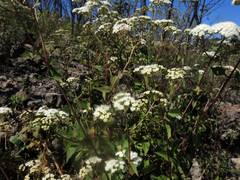 Ageratina malacolepis