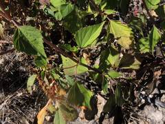 Ageratina malacolepis