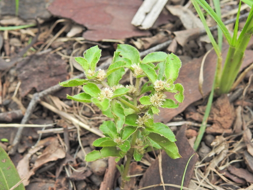 Hairy Joyweed (Alternanthera nana)