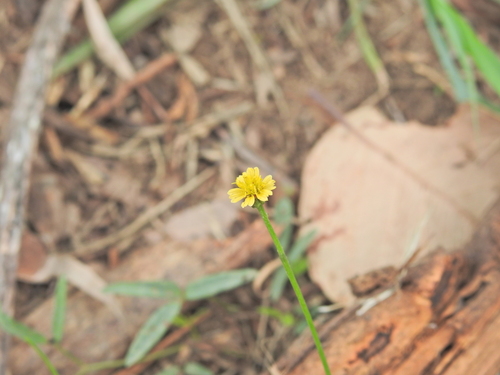 native cobbler's pegs (Glossocardia bidens)