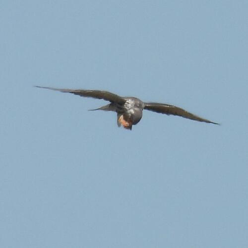 Amur Falcon (Falco amurensis)