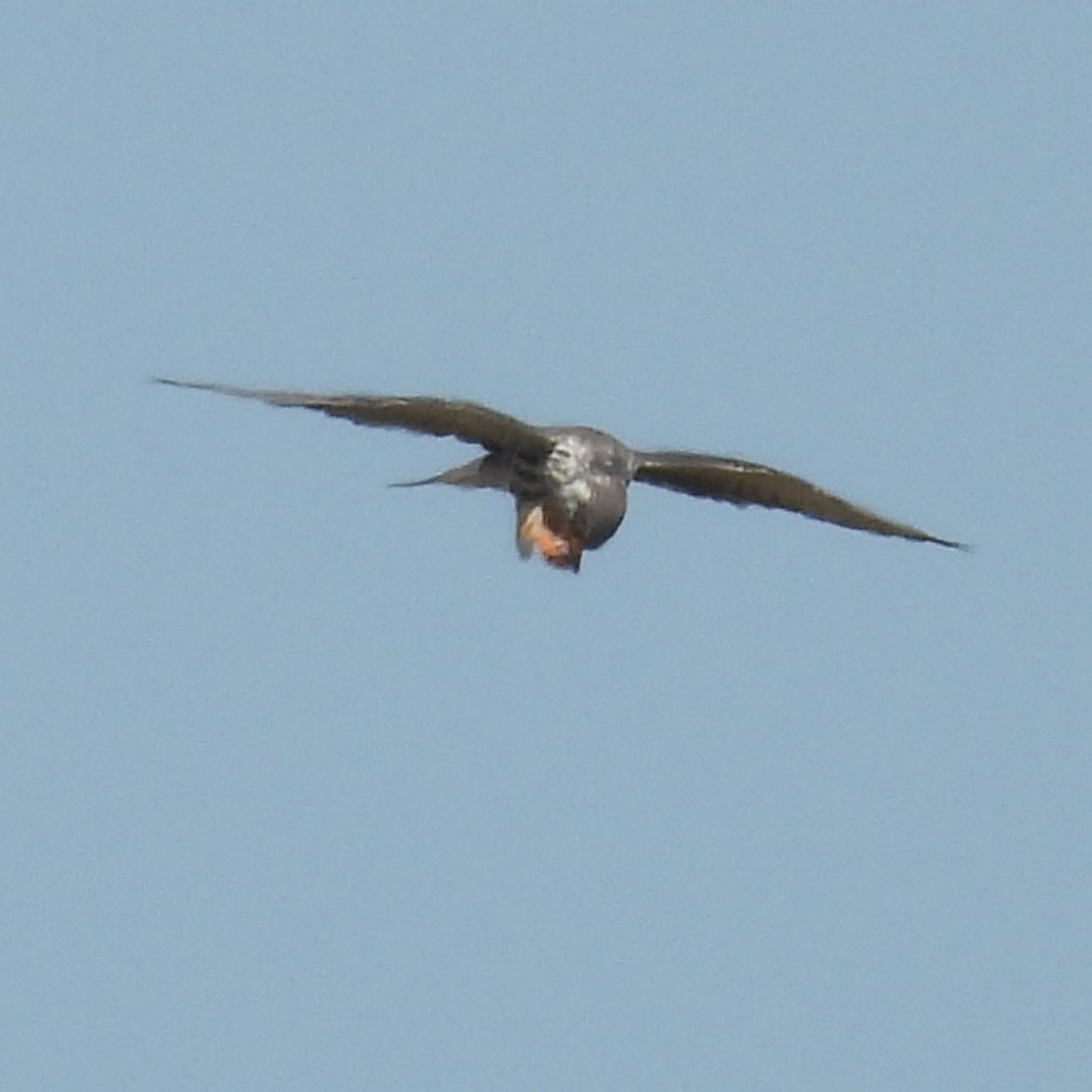 Amur Falcon (Falco amurensis), photo 1
