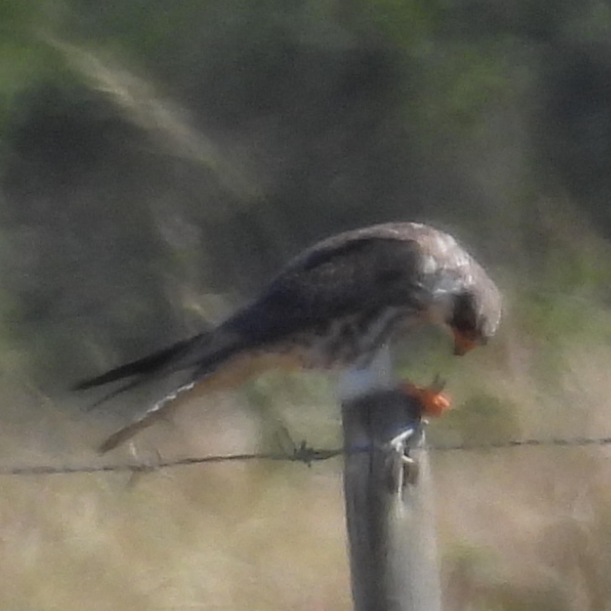 Amur Falcon (Falco amurensis), photo 2