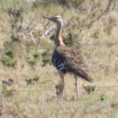Denham's Bustard (Neotis denhami), photo 4