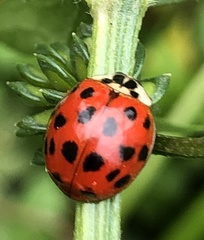 Harmonia axyridis