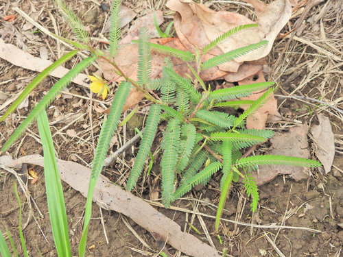 Field Sensitive Pea (Chamaecrista nomame)