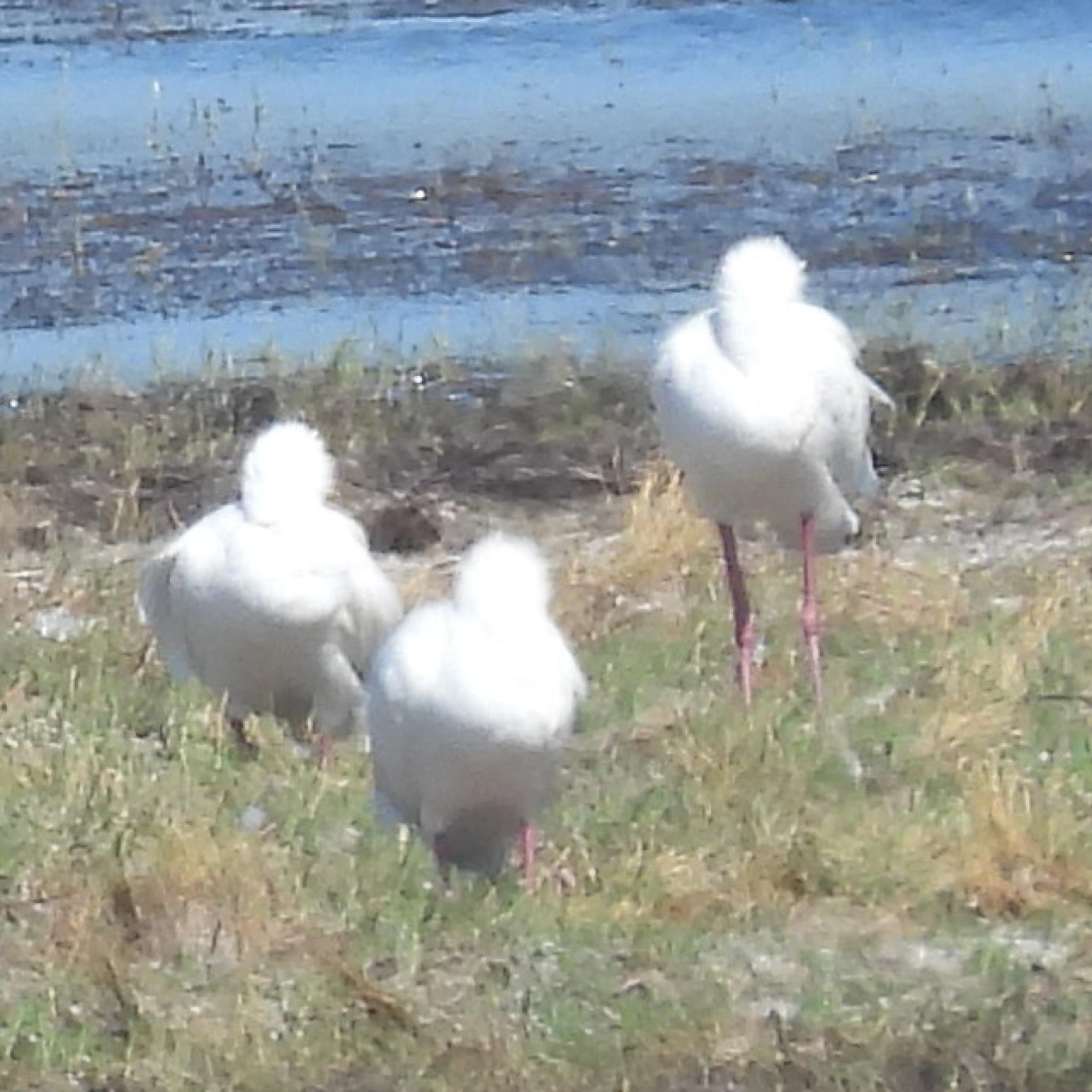African Spoonbill (Platalea alba), photo 6
