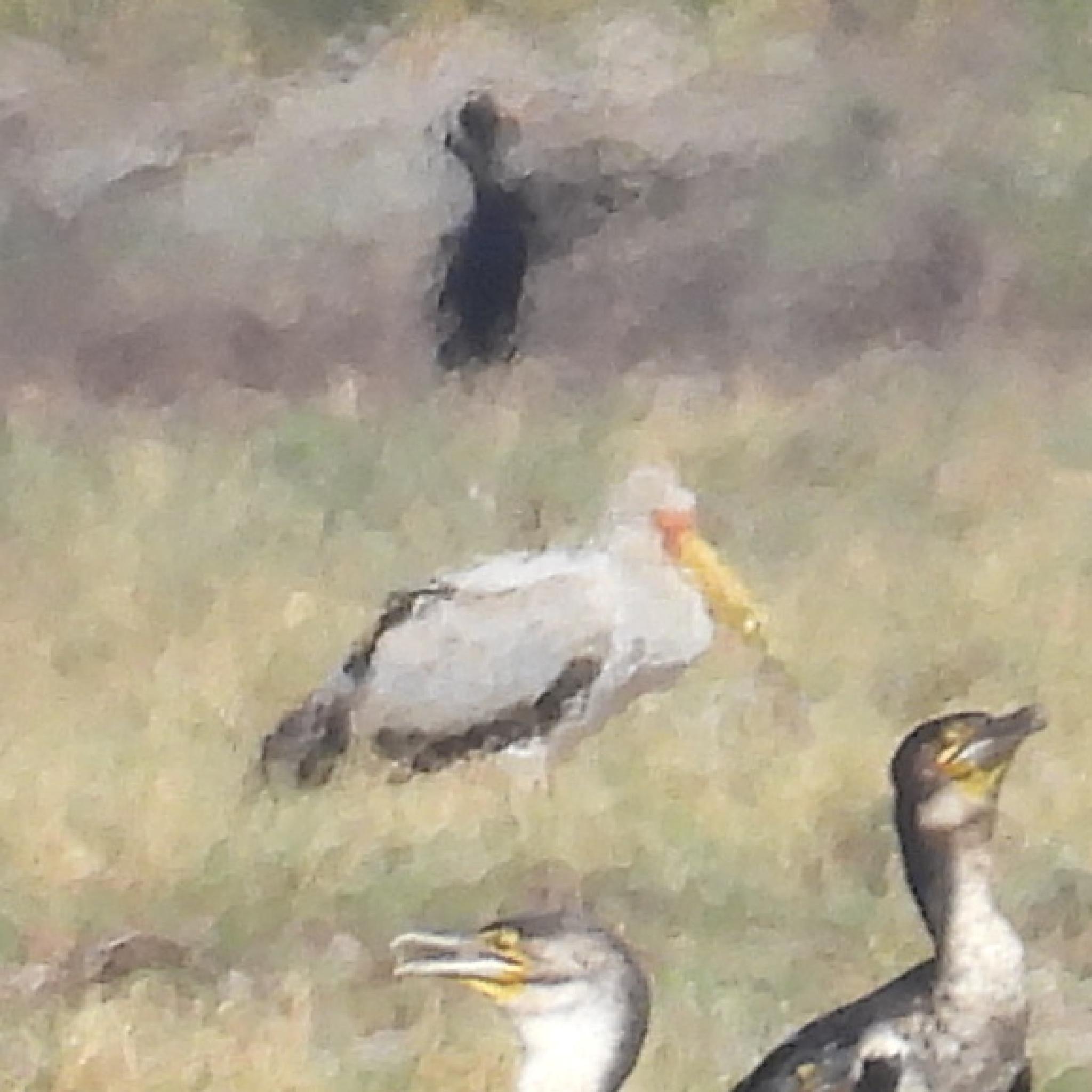 Yellow-billed Stork (Mycteria ibis), photo 7