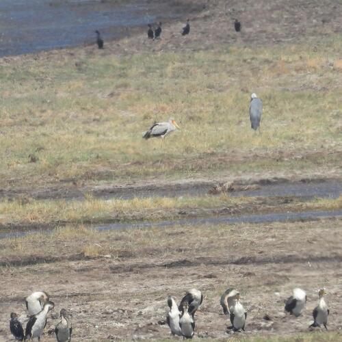 Yellow-billed Stork (Mycteria ibis), photo 8