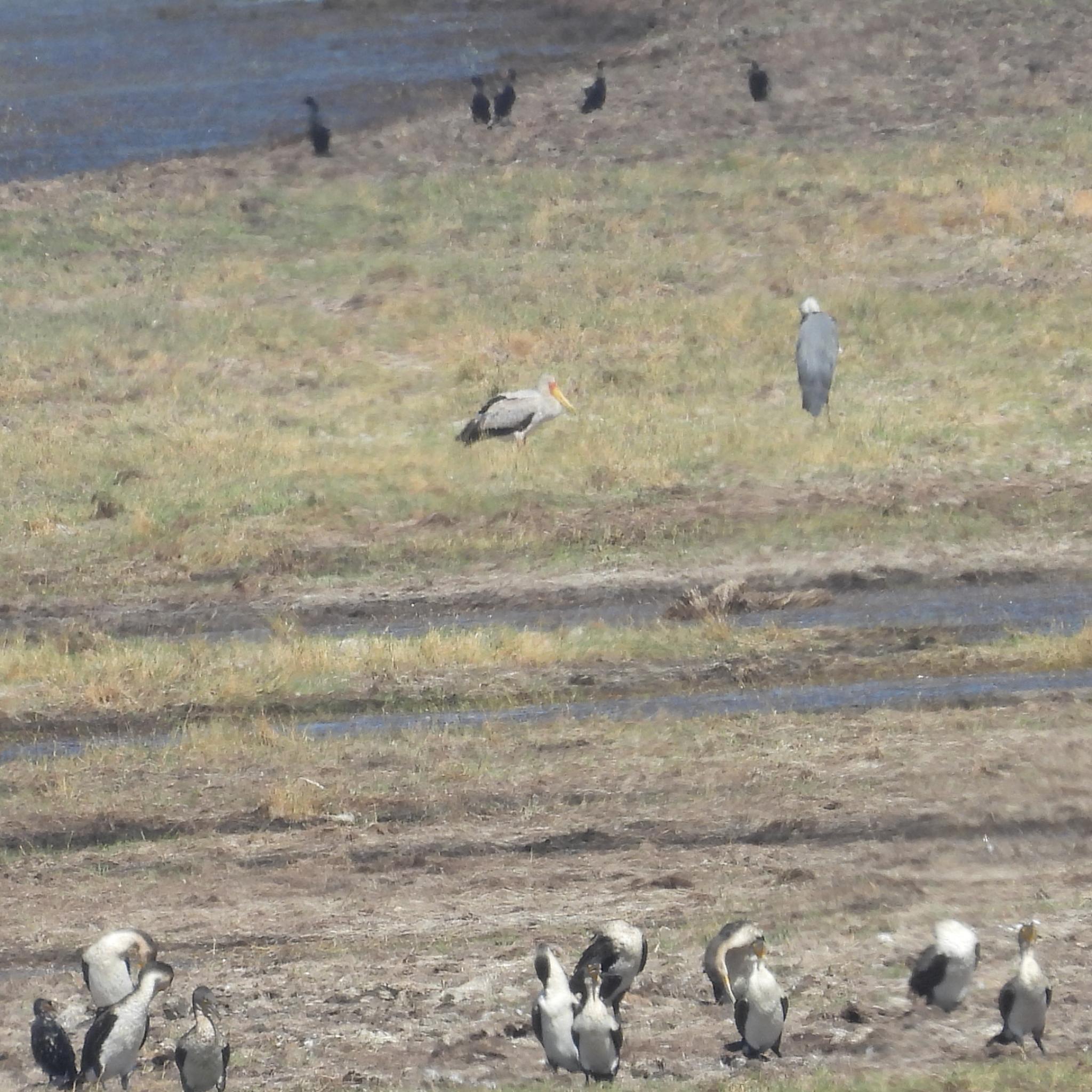 Yellow-billed Stork (Mycteria ibis), photo 8
