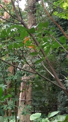 Kigelia africana africana