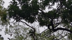 Kigelia africana africana