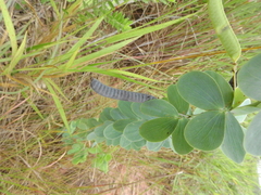 Chamaecrista desvauxii