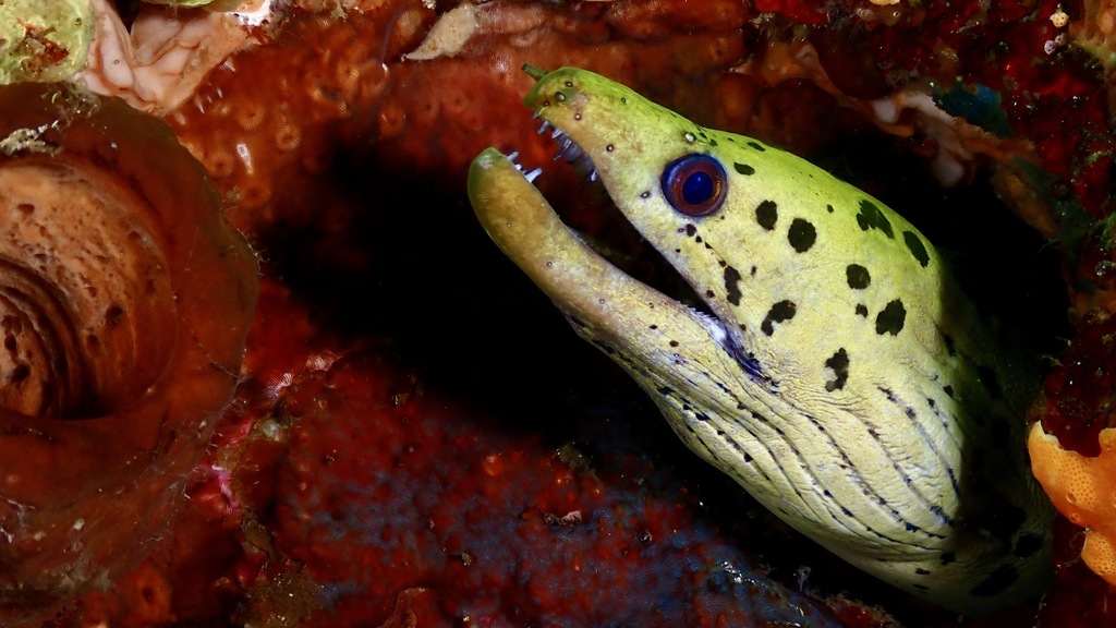 Fimbriated moray