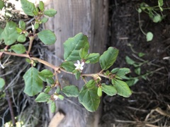 Trianthema portulacastrum