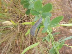 Chamaecrista desvauxii