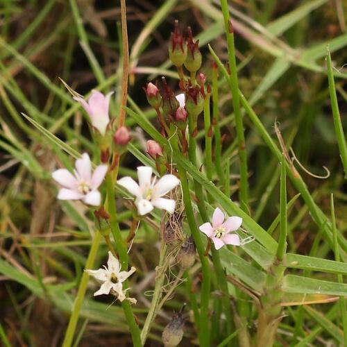 Water Pimpernel (Samolus porosus)