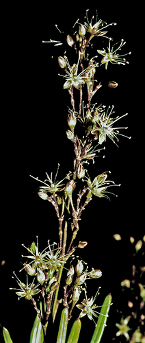 Schiedea mannii