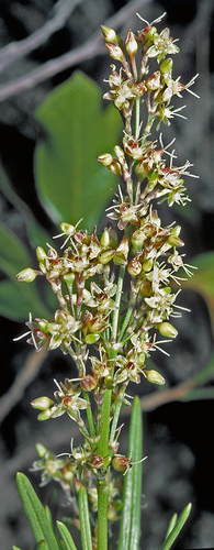 Schiedea mannii