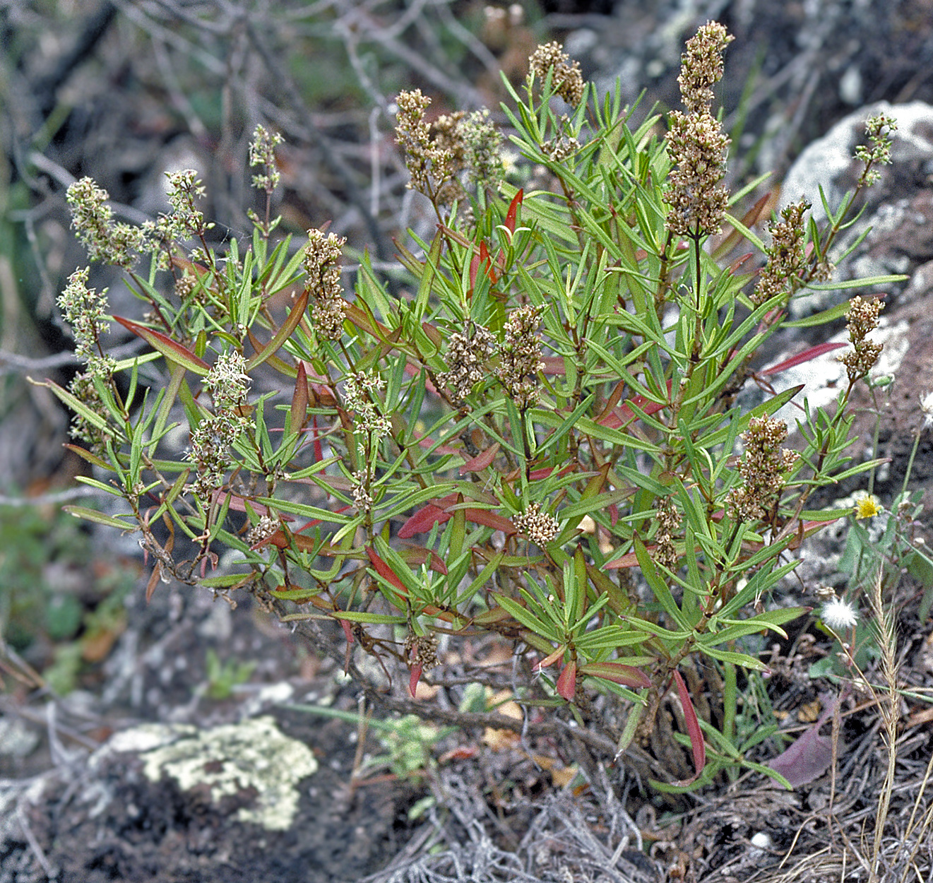 Schiedea mannii