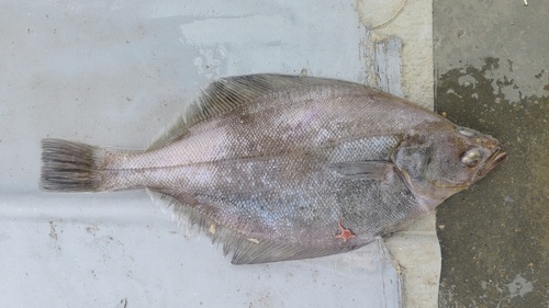 Sohachi-bot (Cleisthenes herzensteini) — Pleuronectidae — 2