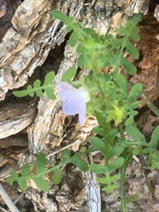 Pholistoma auritum arizonicum