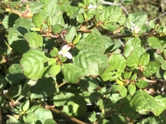 Trianthema portulacastrum