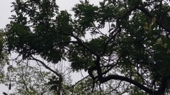 Kigelia africana africana