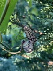 Aristolochia triangularis