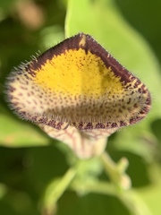 Aristolochia triangularis
