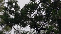 Kigelia africana africana