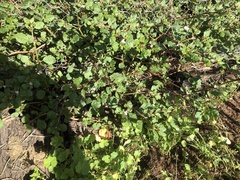 Trianthema portulacastrum