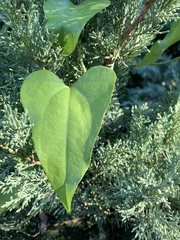 Aristolochia triangularis