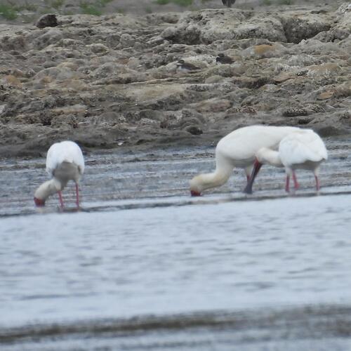 African Spoonbill (Platalea alba), photo 4