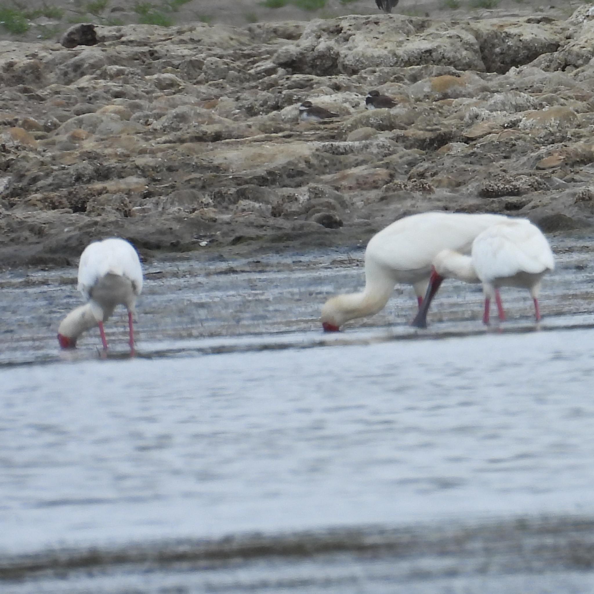 African Spoonbill (Platalea alba), photo 4