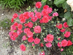 Dianthus caryophyllus