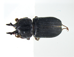Syndesus cornutus