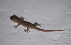 Hemidactylus frenatus